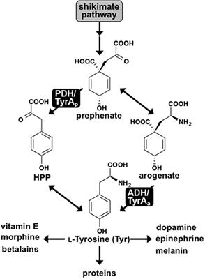 Conserved Molecular Mechanism of TyrA Dehydrogenase Substrate Specificity Underlying Alternative Tyrosine Biosynthetic Pathways in Plants and Microbes